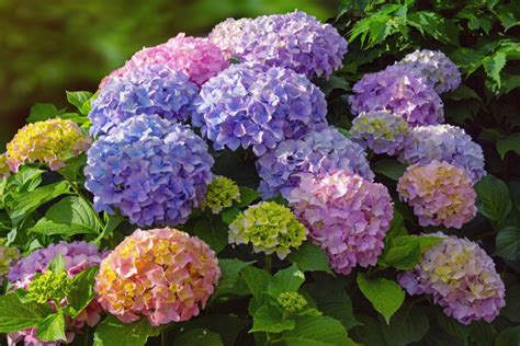 Hortensia De Jardin La Reine De Votre Jardin D Couvrez Comment En