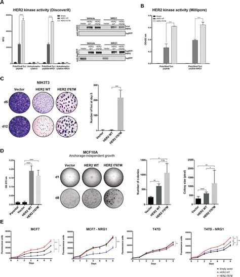 Identification of a HER2 mutation as a potential driver genetic... | Download Scientific Diagram