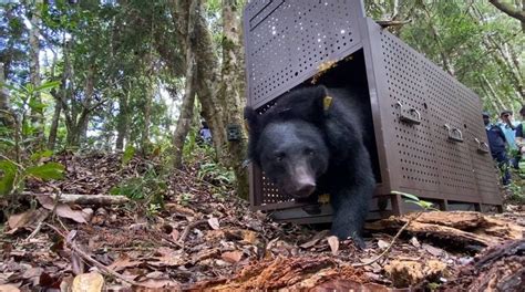 台東崁頂落難黑熊umas傷癒野放 布農族人祈福送行 生活 自由時報電子報