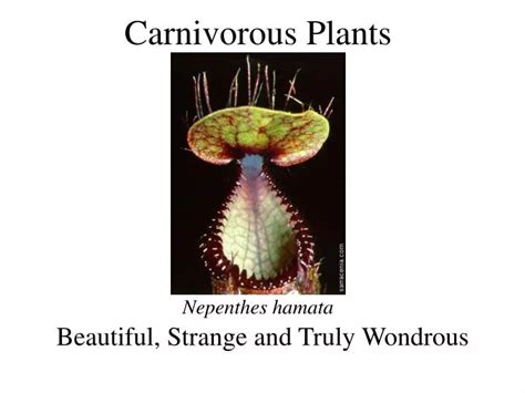 Ppt Carnivorous Plants Powerpoint Presentation Free Download Id