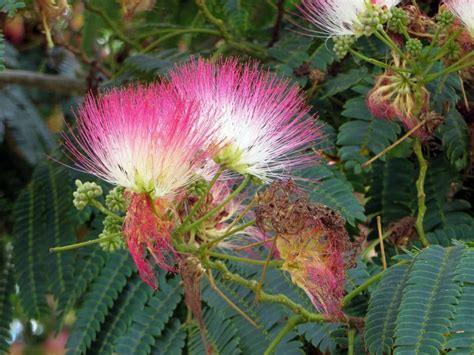 Albizia Ou Arbre Soie Tous Les Conseils De Plantation Et D