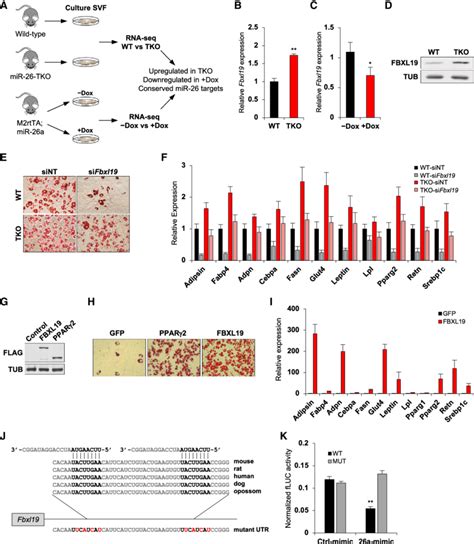 Fbxl19 Is A Conserved MiR 26 Target That Promotes Adipogenesis A