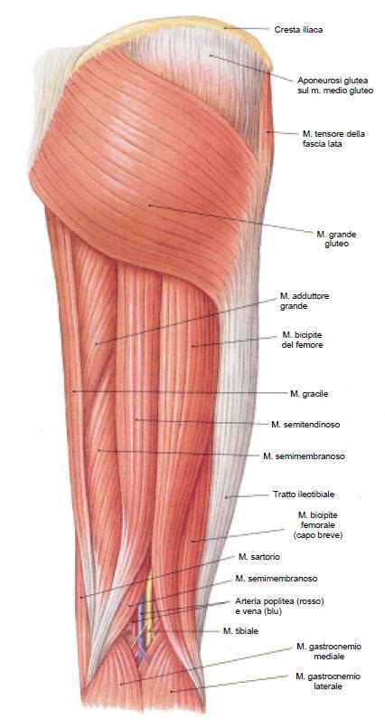 Gluteo E Attivazione Dei Muscoli Posteriori Della Coscia