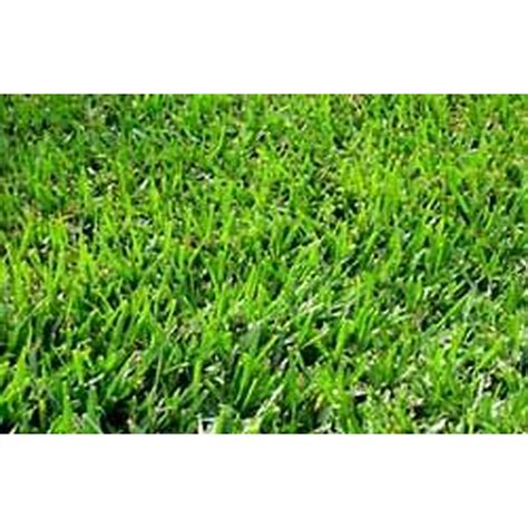 Bermuda Grass Seed Common Raw Unhulled 1 Lb