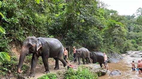 Chiang Mai Excursión en Grupo al Santuario de Elefantes y la Cascada