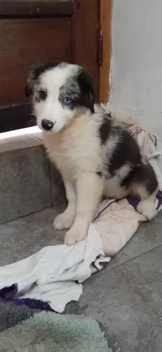 Border Collie Machos Y Hembras Merles O Blue Meses Sin Intereses