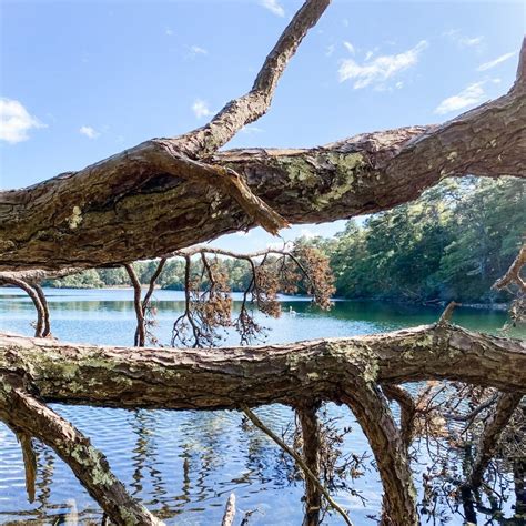 Trail Highlight Hyannis Hathaways Pond Loop — Barnstable Land Trust