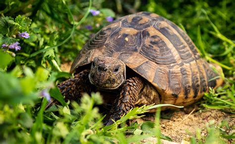 Terrarium Pour Tortue De Terre Fait Maison Ventana Blog