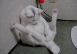 Sex Kitten GIFs Find Share On GIPHY