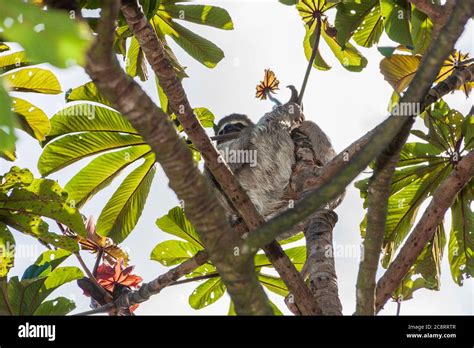 Biodiversidad Biodiversidad Hi Res Stock Photography And Images Alamy