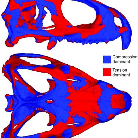 The diapsid skull form. Simplified schematic lateral and dorsal skull... | Download Scientific ...