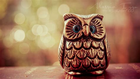 Little Lucky Owl MacBook Air Wallpaper Download | AllMacWallpaper