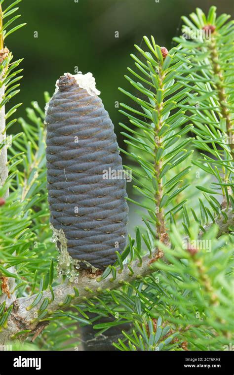 Close Up Korean Pine Cone Pinus Koraiensis Native To Eastern Asia