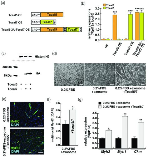 The Upregulation Of Tceal Rescues Differentiating Myogenic Cells