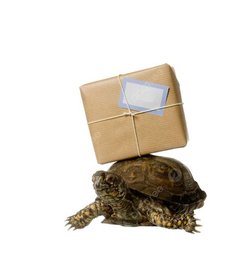 Delivery Turtle Delivering Cardboard Box Turtle Box Delivering Png