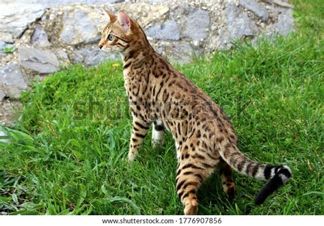 Bengal Cat Walk Side View Nature Stock Photo 1776907856 Shutterstock