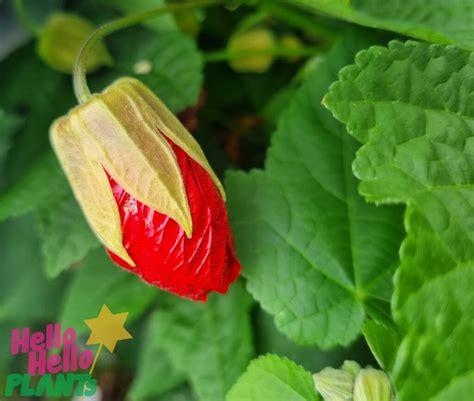 Abutilon Lucky Lantern Red 6 Pot Hello Hello Plants