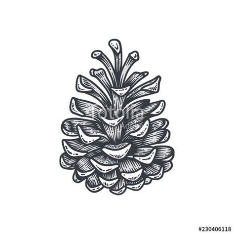 Pine Cone Vector At Vectorified Collection Of Pine Cone Vector