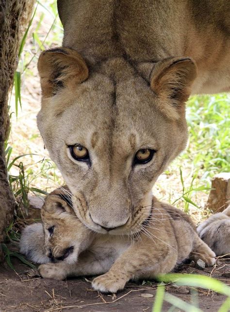 Lion and Cubs Resting Under Tree in Black and White