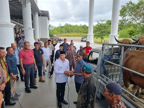 Jelang Idul Adha H Pj Bupati Malra Serahkan Ekor Sapi Qurban