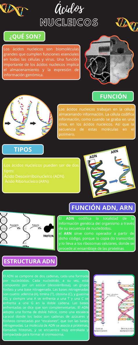 Ácidos nucleicos Biologia Celular Studocu