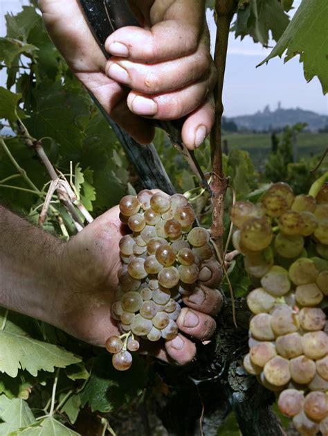 Vendemmia la più scarsa dal 1950 Food Beverage