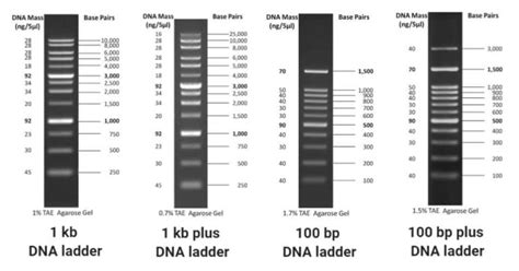 Dna Ladders Kb Kb Plus Bp Bp Plus And Uses