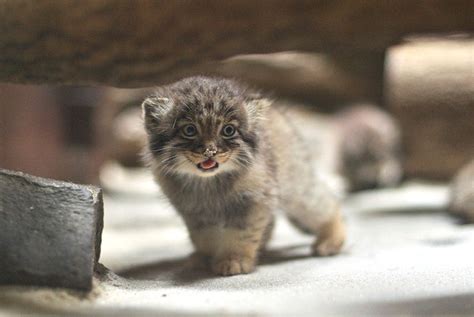 マヌルネっ子 動物園始めました。 子猫 可愛い 動物 マヌルネコ