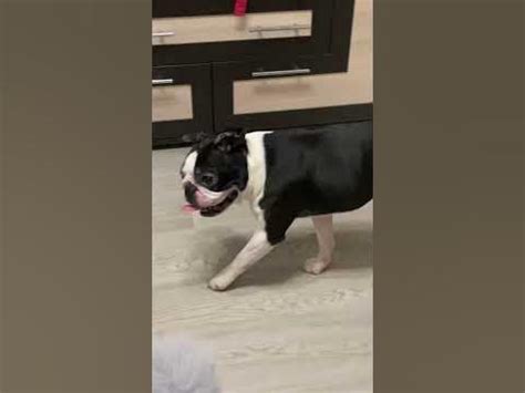 Не наигрался😮 #бостонтерьер #bostonterrier #пупсик #собаки - YouTube