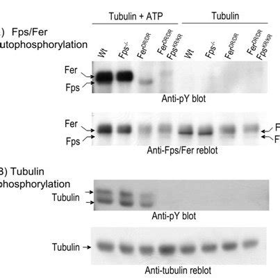 In Vitro Kinase Activity Of Fps And Fer Isolated From Embryonic