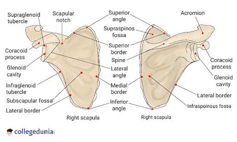 Labeled Scapula Diagram