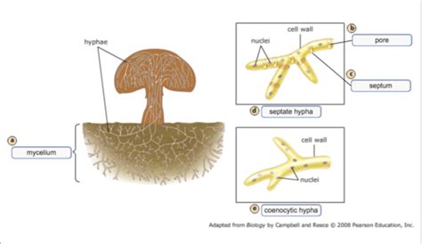 Fungi Labelled Diagram