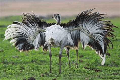 Wing Posture Of American Ostrich Rhea Americana With The Humerus