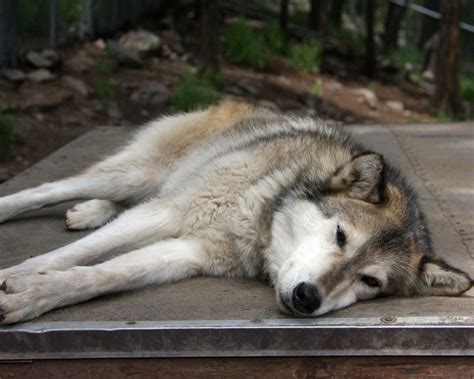 Rocky Mountain Wildlife Foundation In Guffey Colorado Photo By