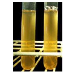 BACTE MICROBIAL CULTIVATION Flashcards Quizlet