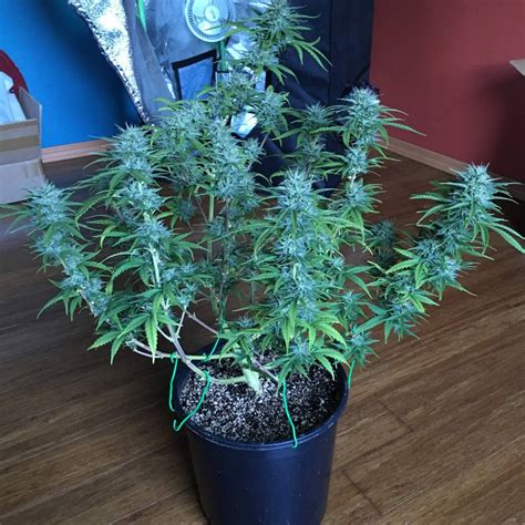 Canuk Seeds Auto Blueberry Grow Journal Week8 By Anahatagardens