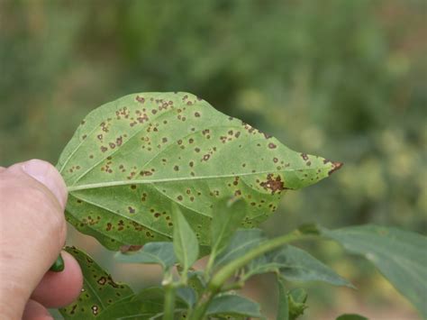 Bacterial Spot Of Pepper