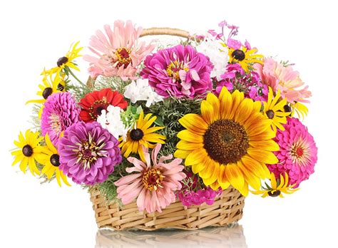 Photos Bouquets Zinnia Flowers Sunflowers Wicker Basket White Zinnia