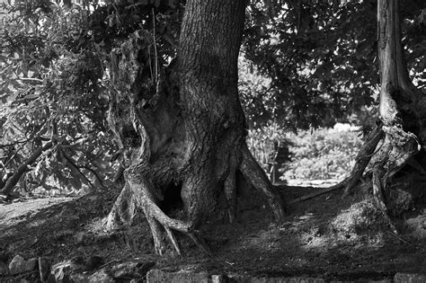 Beautiful Tree Roots Free Stock Photo Public Domain Pictures