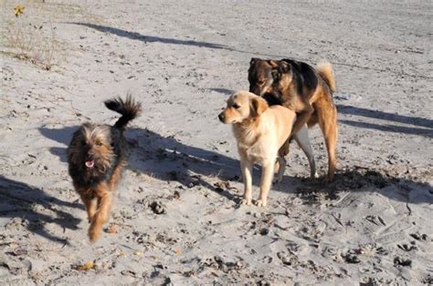 Por qué los perros se quedan pegados cuando se aparean Aquí la