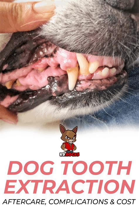 Dog Tooth Extraction: Aftercare, Complications & Cost - K9 Rocks