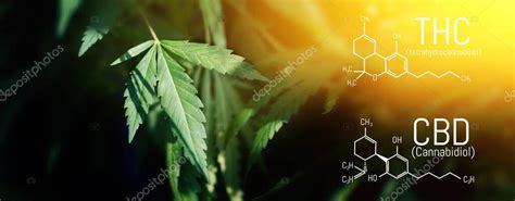 F Rmula Estructural Qu Mica Del Thc Del Cbd Industria Del Cannabis