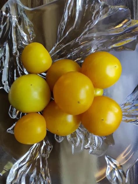 Tomate Amish Yellow Giant Samen Saatgut Aus Bioveganem Naturgarten