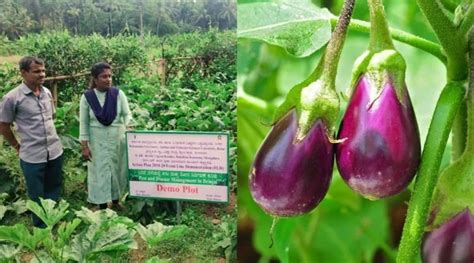 Brinjal Farming Know What Kind Of Soil And Climate Is Best To Get Good