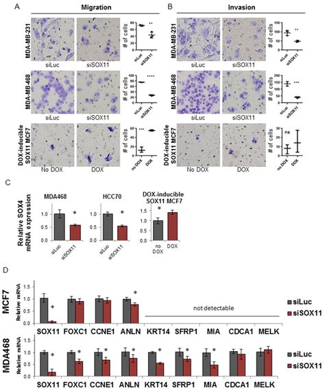 Sox11 Is A Critical Regulator Of Migration Invasion And Blbc Gene Download Scientific Diagram