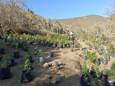 Más de tres millones de dosis de marihuana son sacadas de circulación