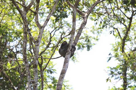 Sleeping Sloth Free Stock Photo - Public Domain Pictures