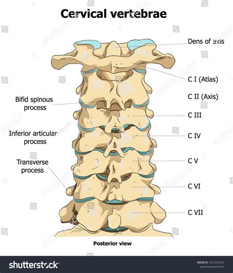 Cervical Spine Posterior View