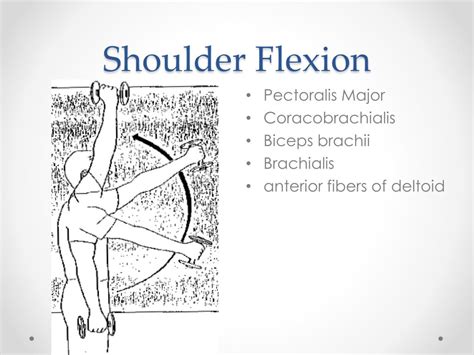 Shoulder Flexion Muscles