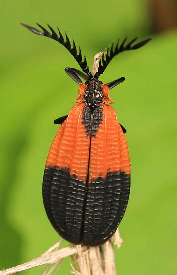 Net Winged Beetle Caenia Caenia Dimidiata Bugguidenet